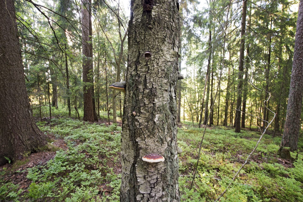 Elvyttävä ympäristö on luonnontilainen.
