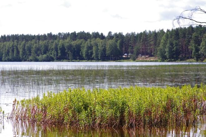 Menkijärven virkistyskäyttöä haittaa tällä hetkellä erityisesti järven runsas vesikasvillisuus. Kuva: Teemu Niemelä
