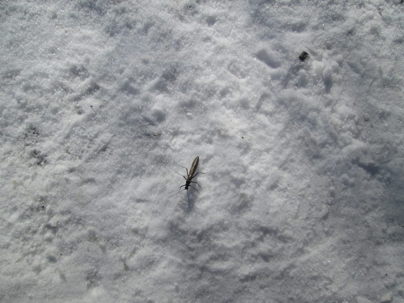 Merikosken potnapekka paistatteli hangella.