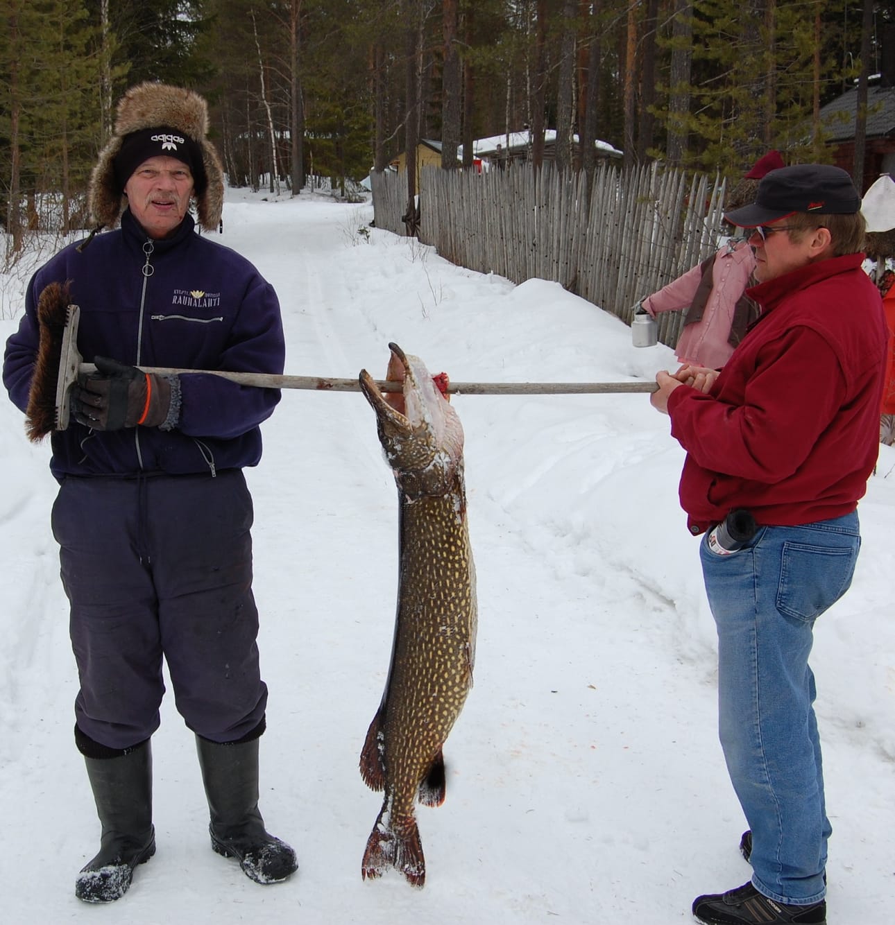 Suomussalmen Kiannanniemen kylällä asuvan Eero Seppäsen (vas.) verkoista löytyi 13,1 kiloa painava hauki.