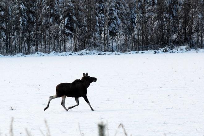 Kuva ei liity tapaukseen. Kuvituskuva: Pekka Rajala