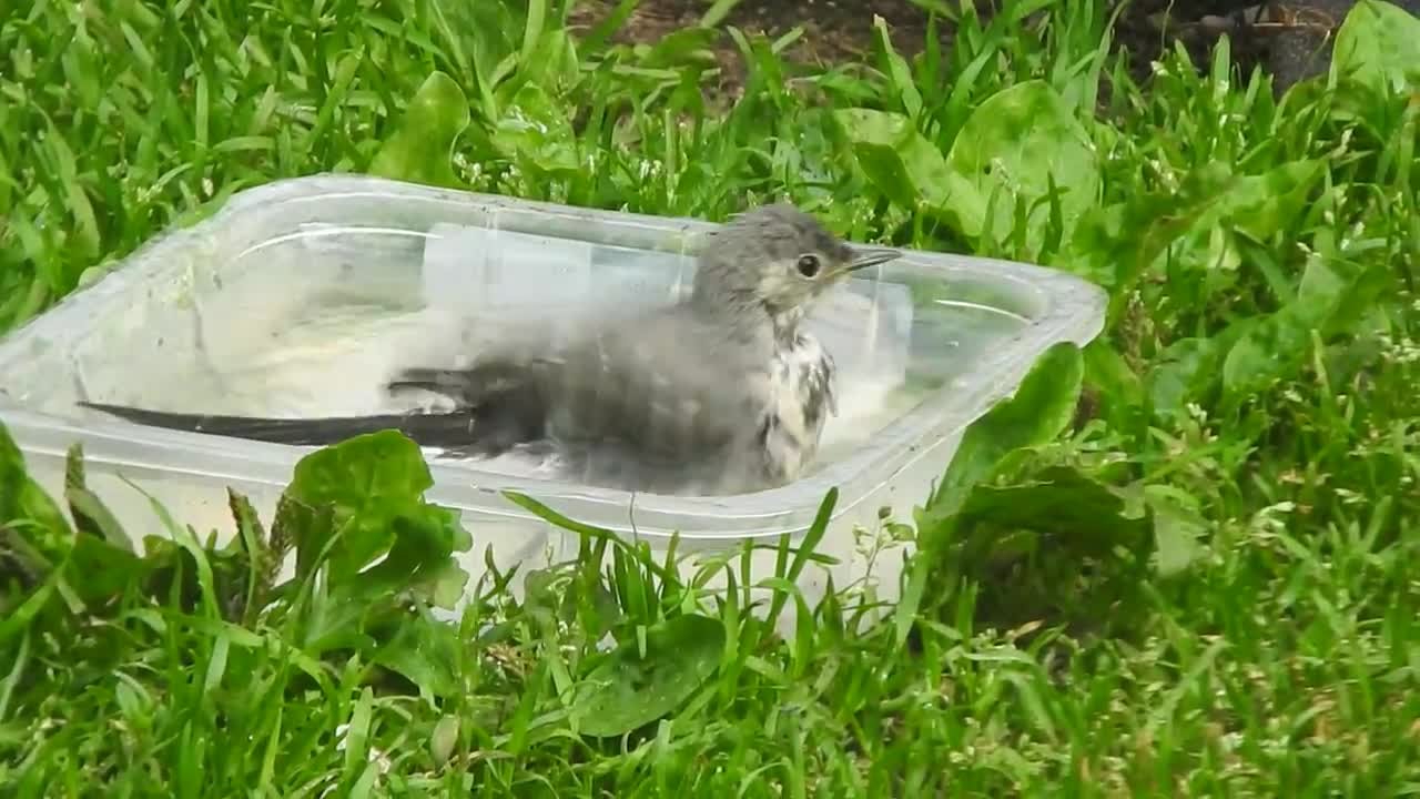 Siisteys ennen kaikkea – pikkulinnun kylpyhetki