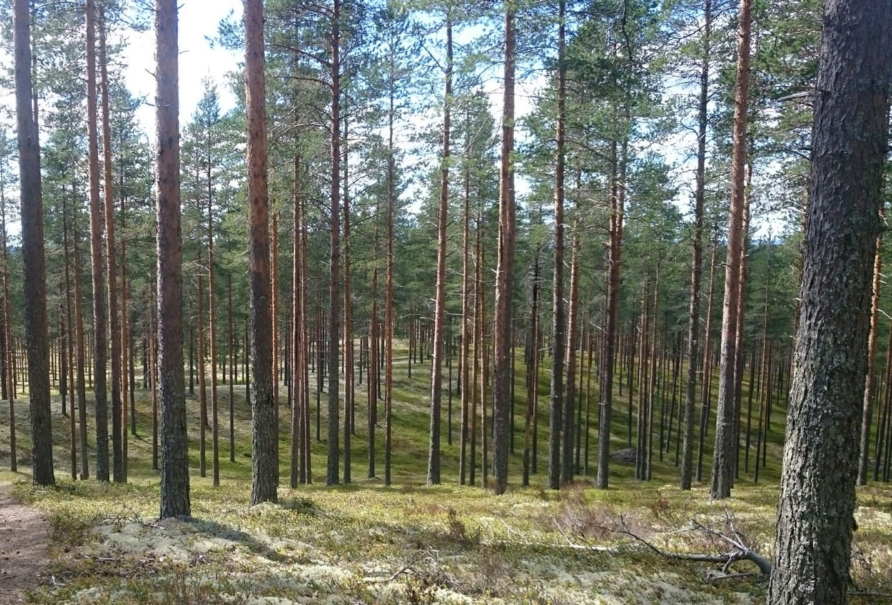 Rokua, metsä, mäntymetsä, mänty