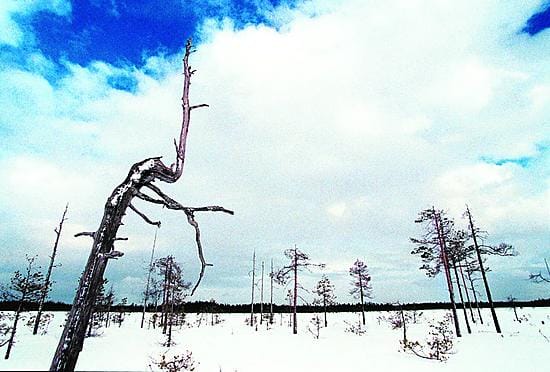 Suo-teema on viitoittanut luonnonsuojelullista kuluvaa vuotta. Tämä näkymä avautuu Ylikiimingissä.