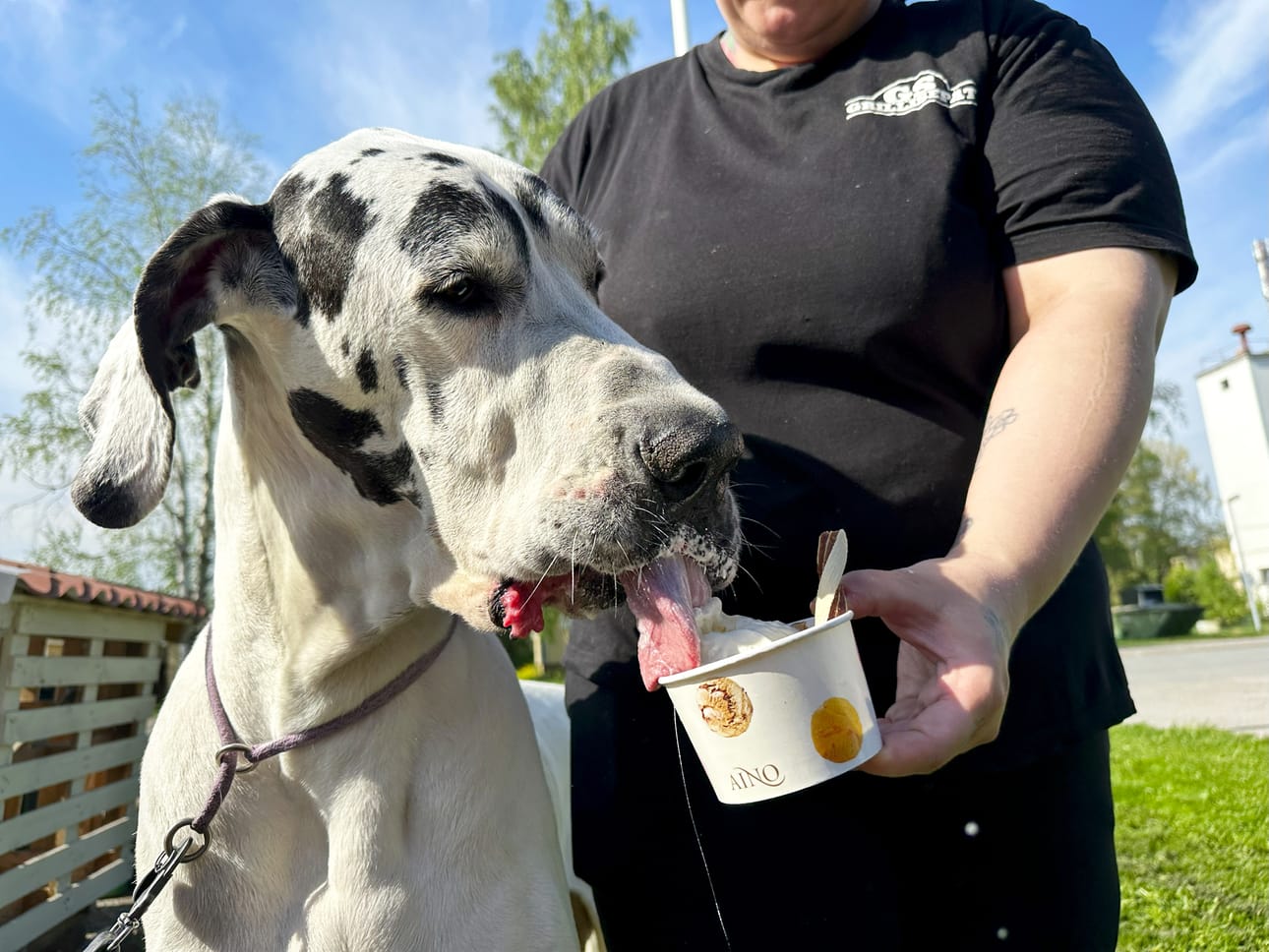 Jäätelöannos on jättiläismäiselle Hugolle hiukopala, jonka voisi vetäistä alas kuppeineen päivineen.