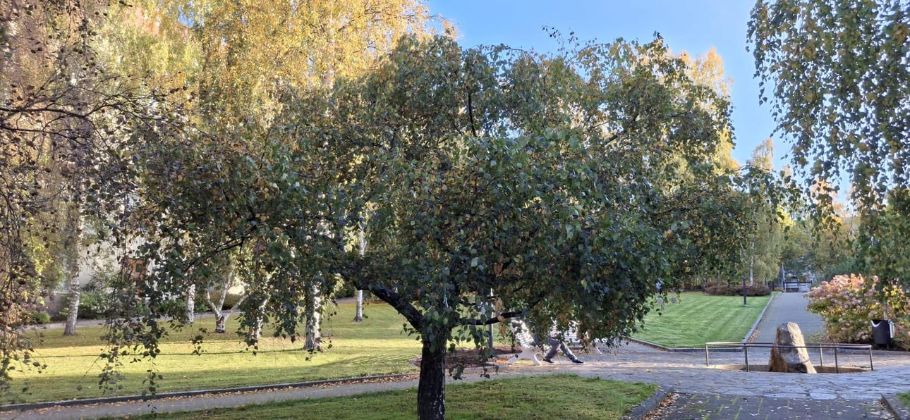 Vaasassa Koivopuiston puuhun on ripustettu heijastimia, joita saa käydä hakemassa.