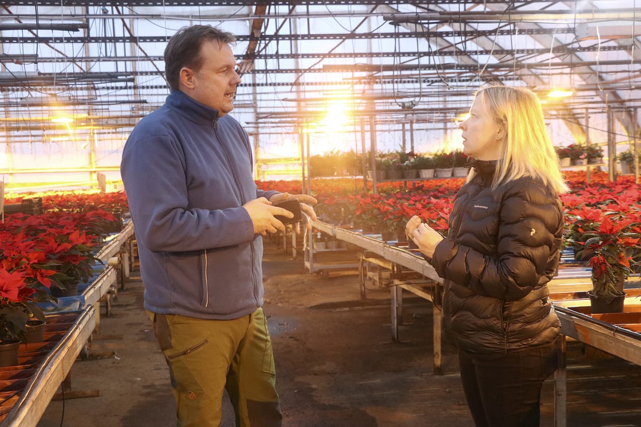 Soinilaisille Salla-Mari ja Esa Järvelälle joulu on kiireistä aikaa, kun 20 000 joulutähteä lähtee eri puolelle Suomea.