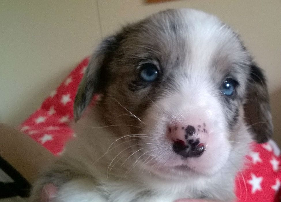 Koiran pentuaika jää mieleen monella tavoin.