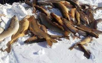 Huhtikuussa rysäkalastajat saivat saaliikseen satoja kiloja kuolleita kaloja. Ely-keskuksen selvitysten mukaan kalat kuolivat hapenpuutteeseen. Kevään mittaan Uljuan happitilanne parani. Kuva kalastajalta