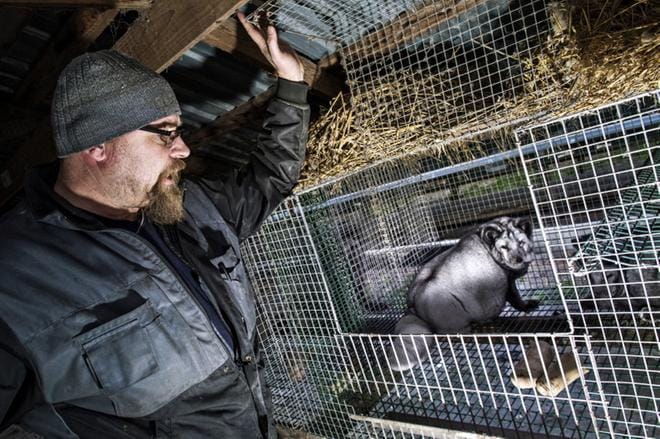 Lasse Joensuuta harmittaa, että 5 –10 kettutarhaa tekee rahaa, kun muut tekevät tappiota. Hänen mielestään pilataan kaikkien tarhaajien tulevaisuutta. KUVA: Clas-Olav Slotte