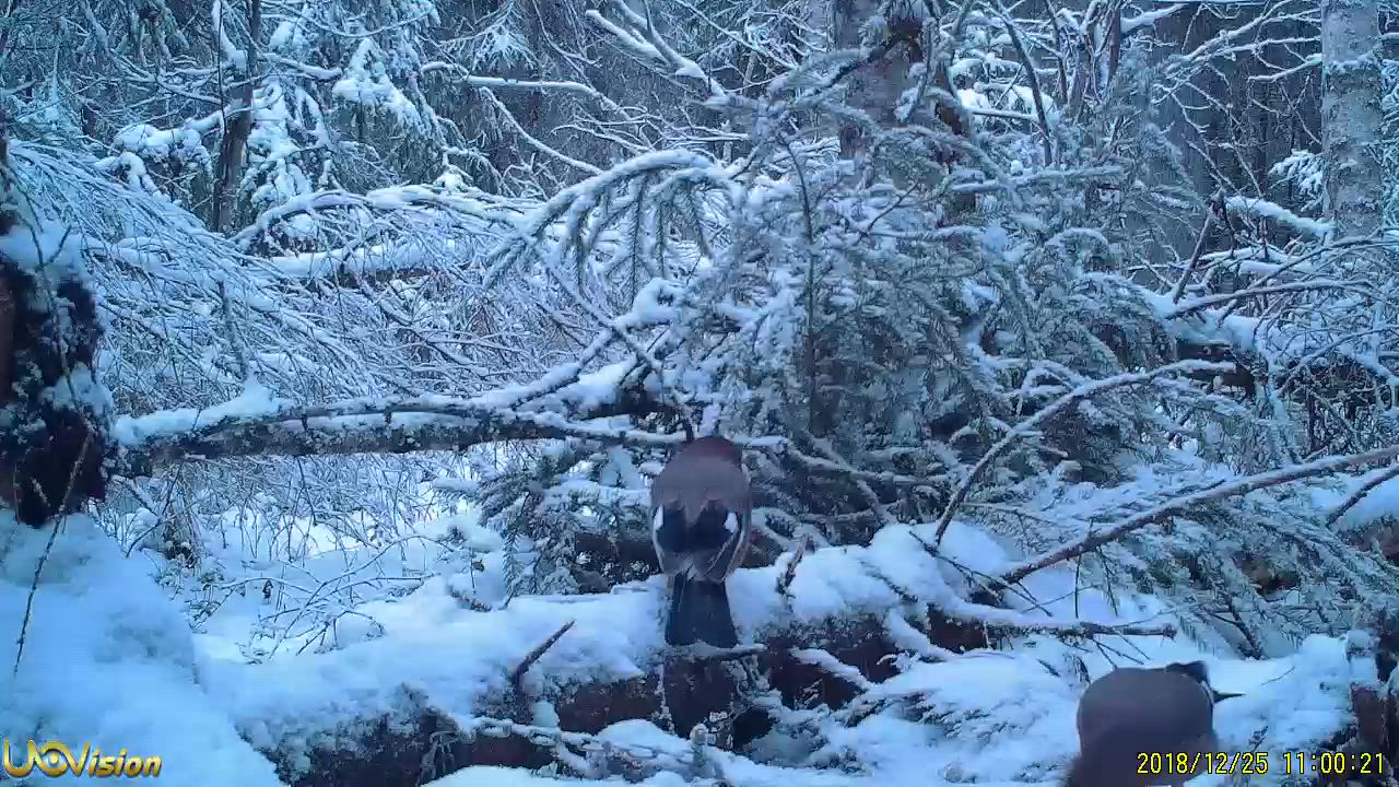 Närhet aterialla joulupäivänä