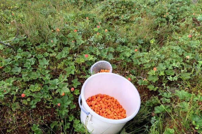 Lakkojen lisäksi Kirsti Kivelä kertoo keskittyvänsä suolla myös luonnon kauneuteen. – Suolla on kiva kävellä, kun se on pehmeä alusta. Suolla olemisella on sellainen terapeuttinen vaikutus ihmiseen. Kuva: Kirsti Kivelä