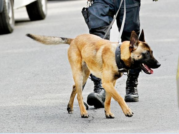 Poliisit tekevät yhä enemmän katuvalvontaa koirien kanssa.