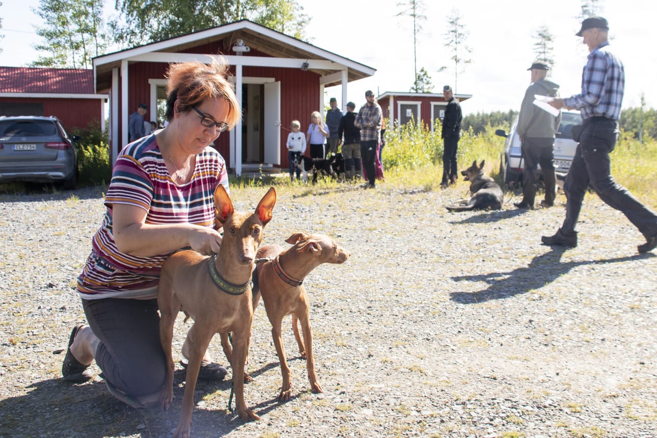 Vihantilainen Annikki Peltola toi rokotteelle etnankoiransa Maurin ja Mimmin.