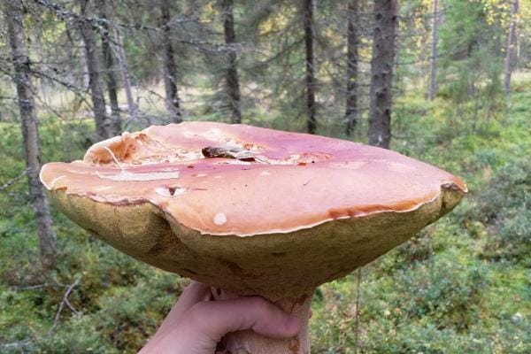 Osallistu Järviseutu-lehden sieniaiheiseen kuvahaasteeseen. Kuvassa iso herkkutatti. KUVA: TEEMU NIEMELÄ