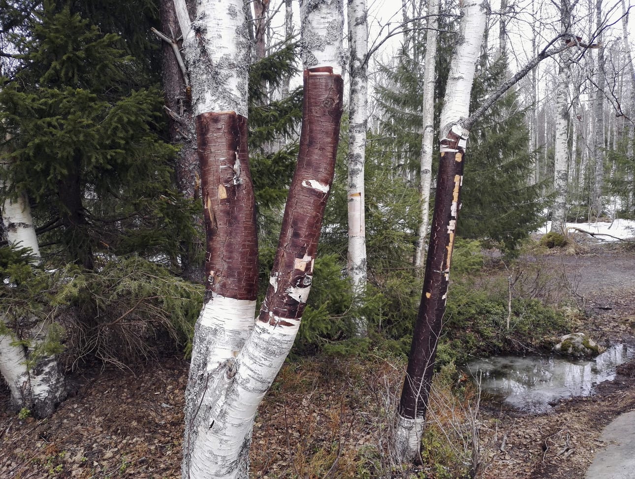 Tuohen irti repiminen voi vahingoittaa koivua, sillä ravinteet eivät pääse enää liikkumaan ja puu alkaa kuivua, kertoo luonnonvarasuunnittelija Riitta Niemelä.