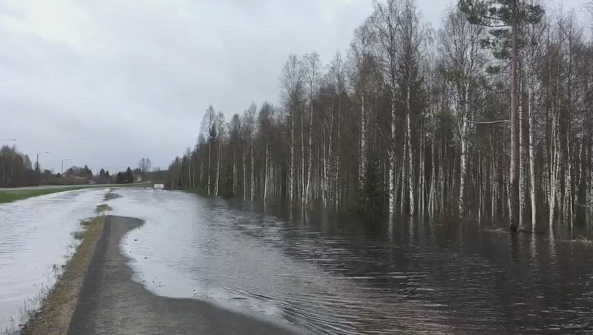 Tornionjoki tulvii valtatie 21 molemmin puolin 22.5. Ylitornion ja Aavasaksan välillä. Pyörätie suljettu iltapäivällä. Normaali jokiuoma on muutaman sadan metrien päässä.