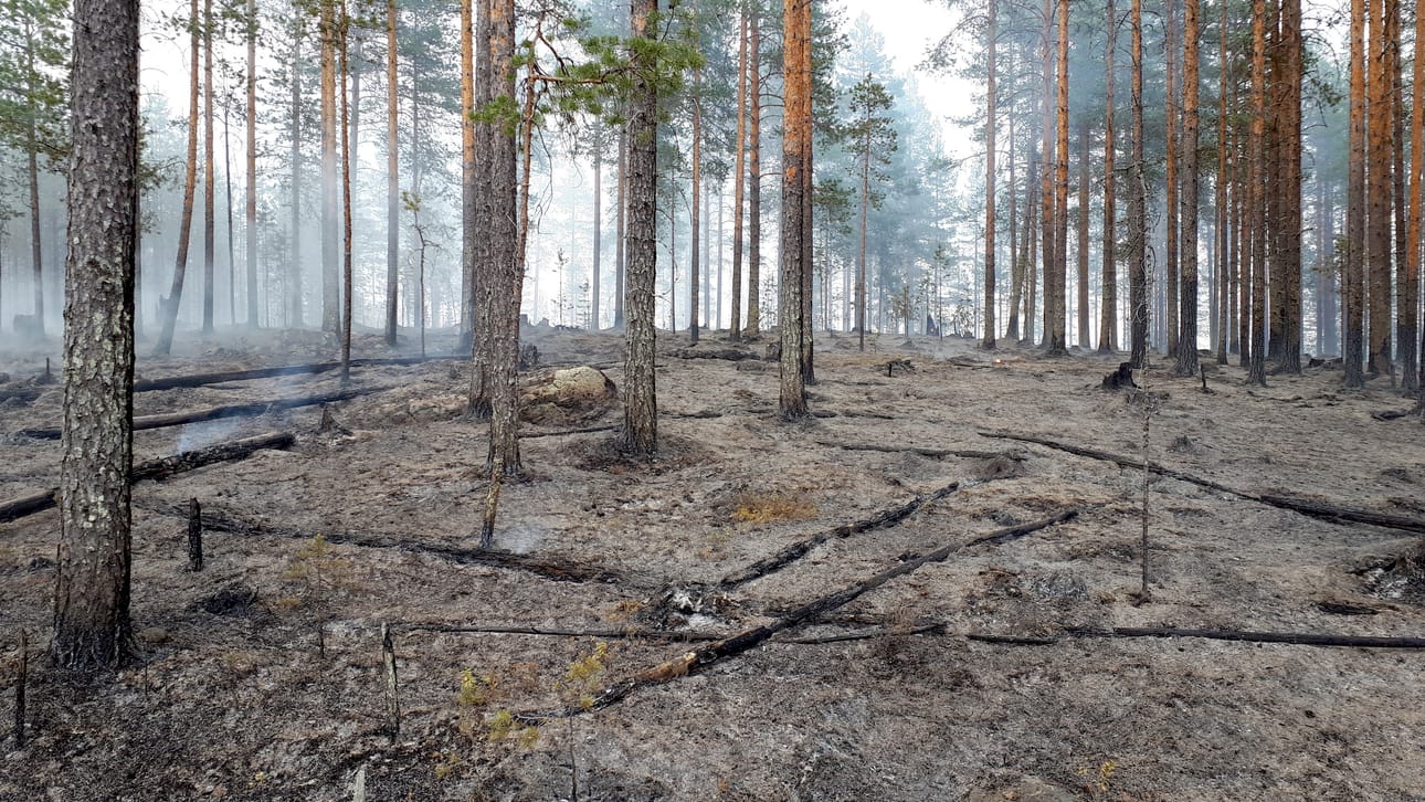 Kun tottunut porukka on asialla, on työn jälki sen mukaista. Tästä saa luonto jatkaa.