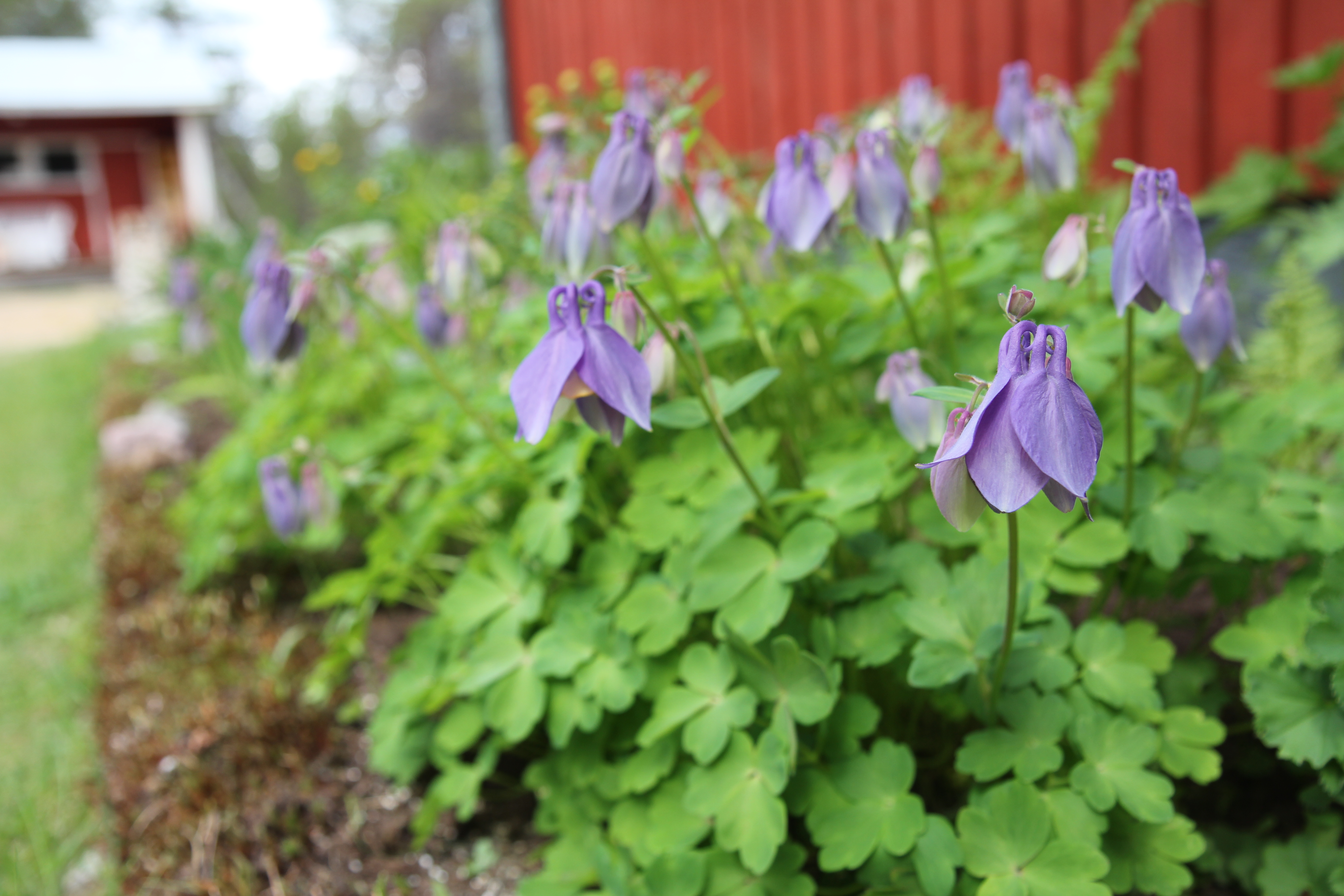 Biret Vuolab šilljus šaddá Sámi akileija.