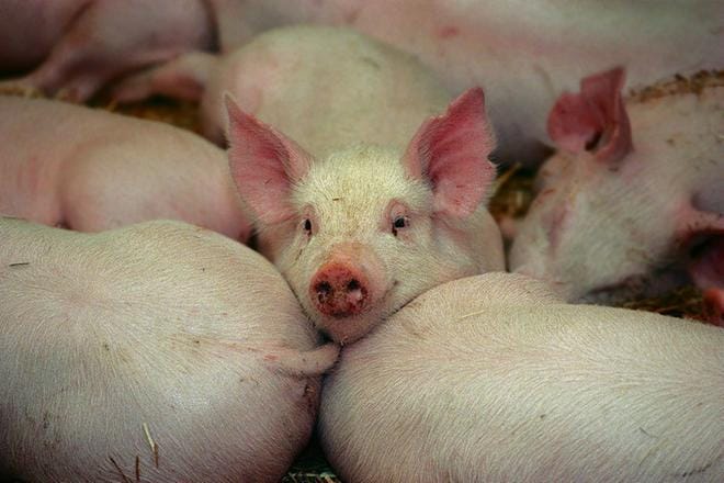 Virtuaalisessa Agrimestari-kilpailussa ratkotaan, mikä joukkue hallitsee parhaiten lihasikalan tuotannon ja talouden.