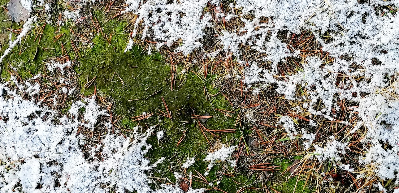 Nyt on koittamassa aika, jolloin maa alkaa peittyä pitsiin. Lähetä meille kuva maapitsistä, metsäpitsistä, jääpitsistä tai mistä vaan, minkä muodostamiseen veden jäätyminen on osallistunut.
