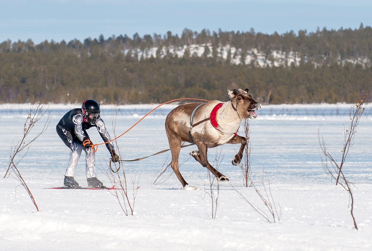 Tämän talven porocupin voittanut Tummanopsa jäi niukasti toiseksi kuninkuussarjassa. Poroa ohjasti Marko Tervaniemi.