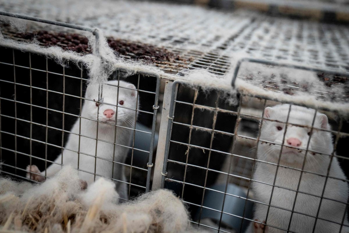 Suomeen tuotiin vuonna 2021 Tanskasta eläinrehun raaka-aineeksi kalajätettä, jota oli säilytetty samoissa tiloissa koronaepidemian vuoksi teurastettujen minkkien ruhojen kanssa. LEHTIKUVA / AFP