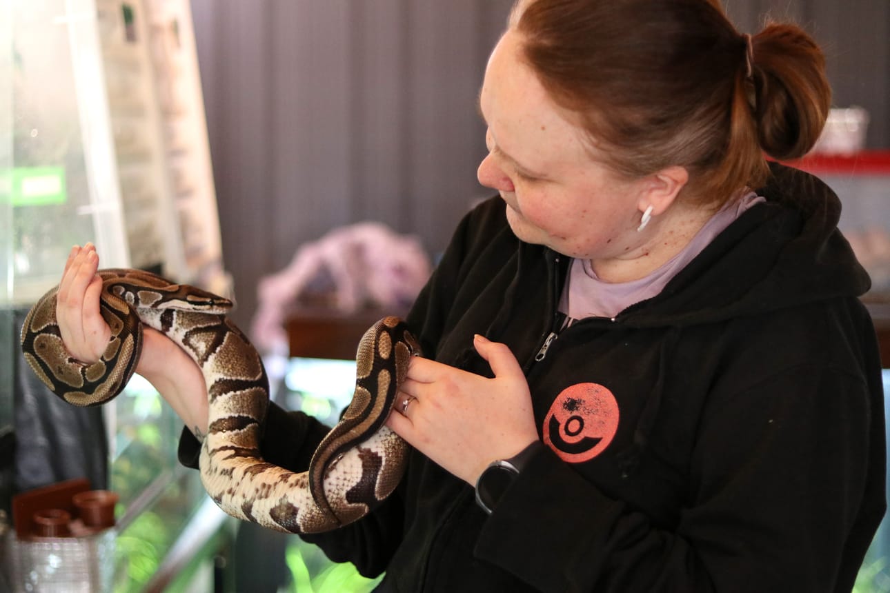Kuningaspyton Uuno on nätisti Elisa Varvaan käsittelyssä. Varvas kuitenkin muistuttaa, että matelijat ovat lähinnä seurattavia lemmikkejä.