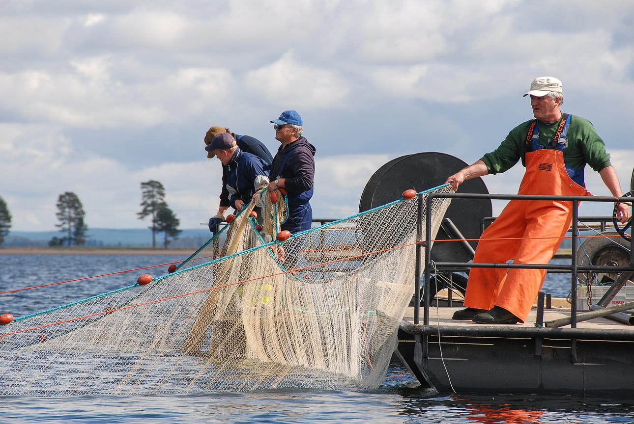 Ikääntyvien kalastajien tilalle haetaan uusia yrittäjiä Posiolle ja Taivalkoskelle Mestari ja Kisälli -mallin mukaisella hankkeella.