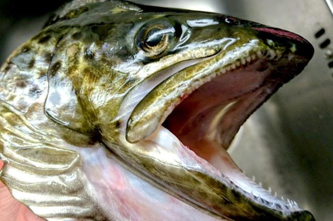 Uhanalaiset kalalajit, kuten taimen, saavat korvaushintalaput. Linnuille määrättiin korvaushinnat vuonna 2002. Vuosittain on muutamia oikeudenkäyntitapauksia, joissa niitä tuomioissa käytetään. KUVA: JARI E. HAKALA