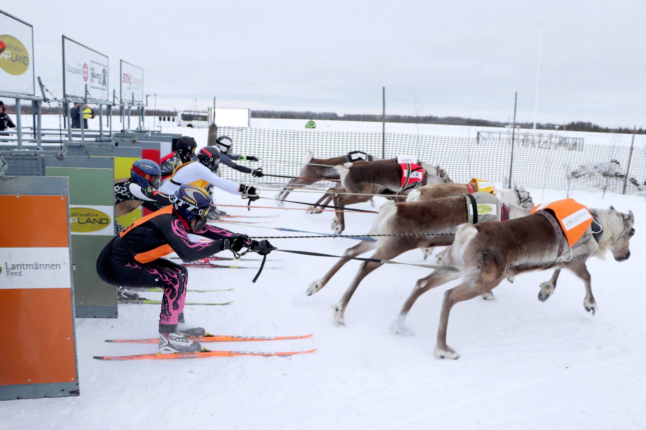 A-finalistit lähtökopista ulos! Etualalla Janne Alatalon ohjastama Velemu saa turvan mitan paremman lähdön kuin pahin vastuksensa, Mika Länsmanin Severi.