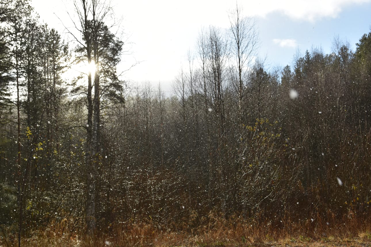 Viikonloppuna Kuusamossa satoi rännäntapaista ja samalla paistoi aurinko.