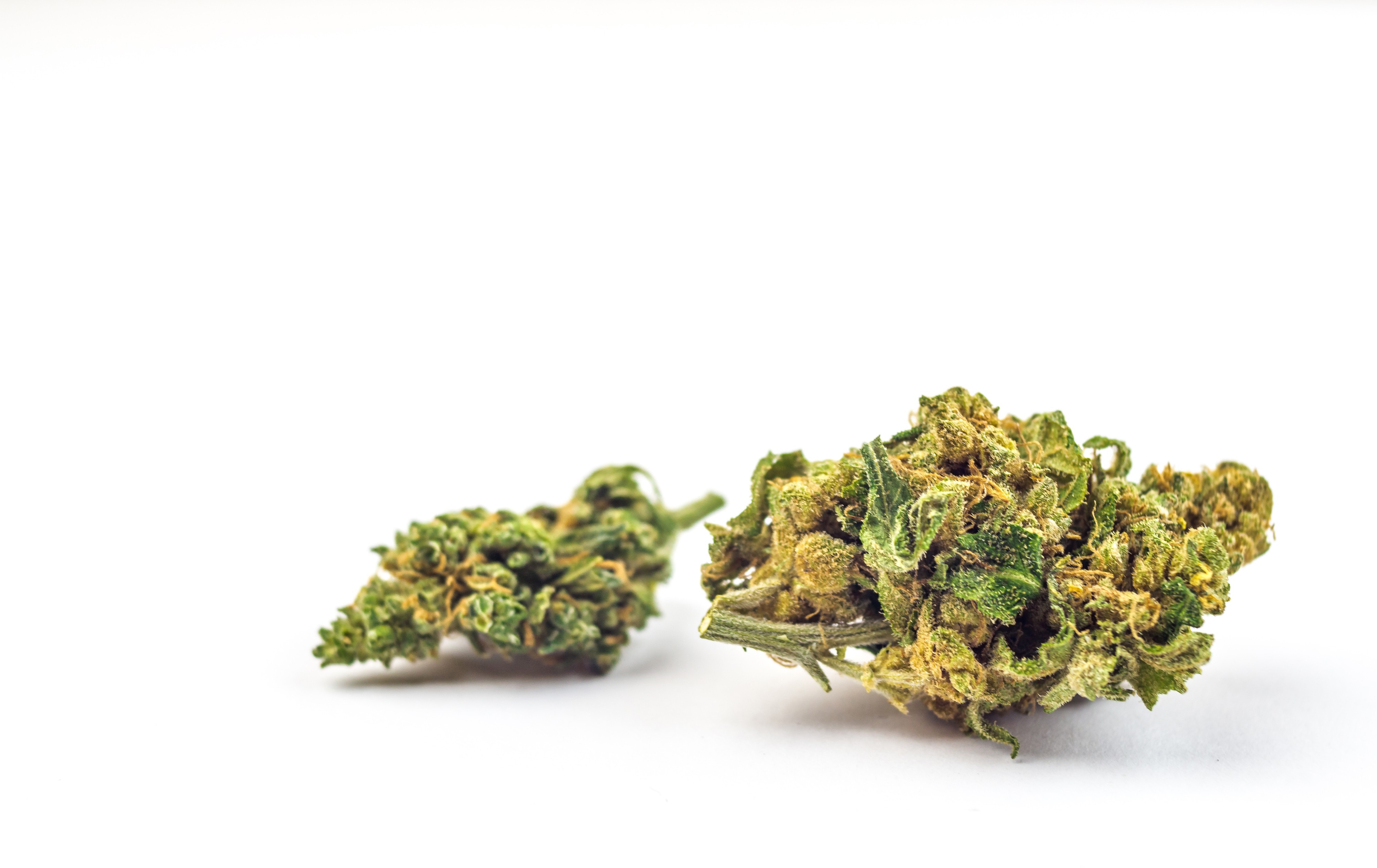 Kannabiksen kukinnot ovat kasvin arvokkain osa.