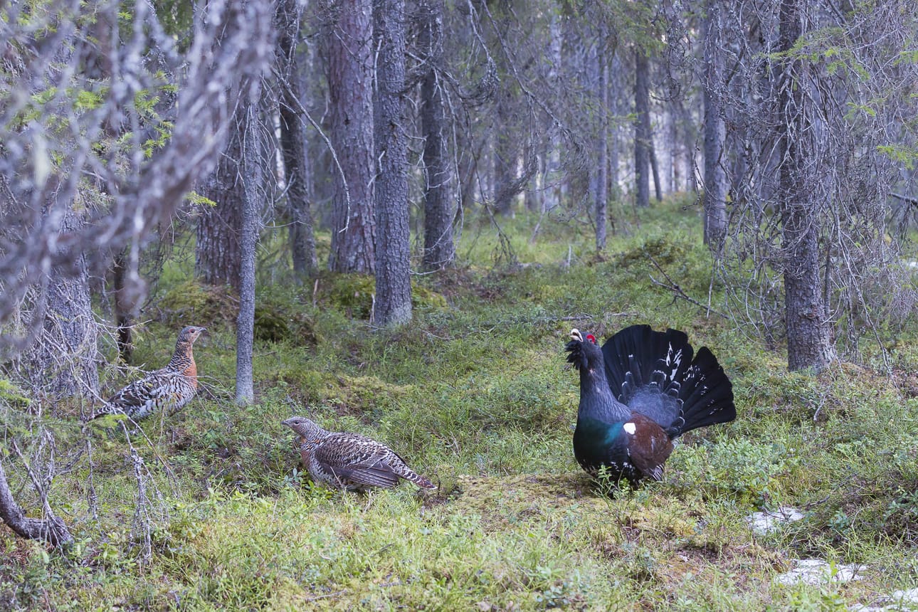 Metsojen soidinpaikkoja on tarkistettu ahkerasti kevään aikana.