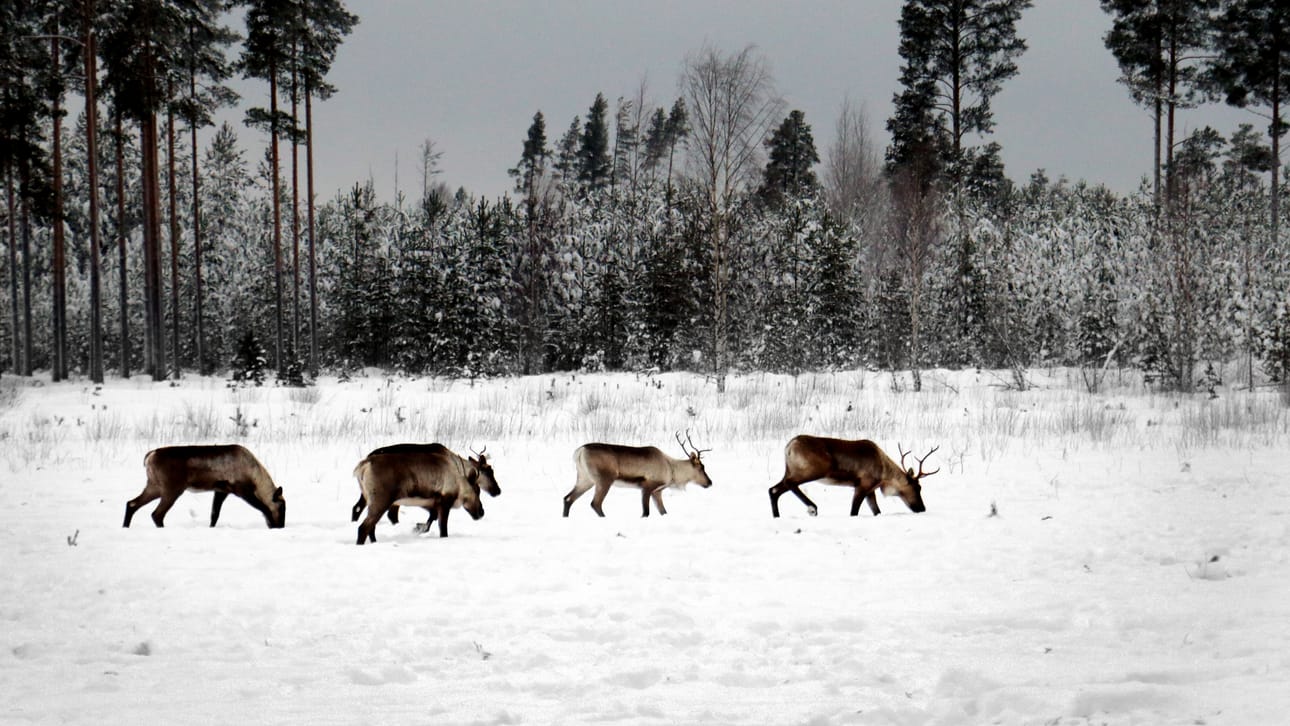 Metsäpeura vaeltaa elinpiirillään ruuan perässä syksyisin ja keväisin talvi- ja kesälaitumille. Se kokee avoimet alueet turvalliseksi, koska näkee silloin kauas. Metsäpeura tykkää vasoa avoimien soiden reunakorvissa. Avoimien soiden lisäksi sitä näkee pelloilla ja järvien jäillä. Tässä kuvassa ne ovat Menkijärven lentokentällä Alajärvellä.
