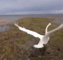 Lukijan video: Joutsenen pelastusoperaatio Hailuodossa