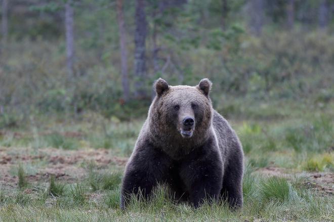 Etelä-Pohjanmaalle yksi lupa karhun kaatoon