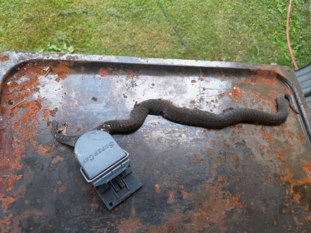 Hiirenloukkuun jäänyt kyykäärme löytyi mökin sisätiloista.