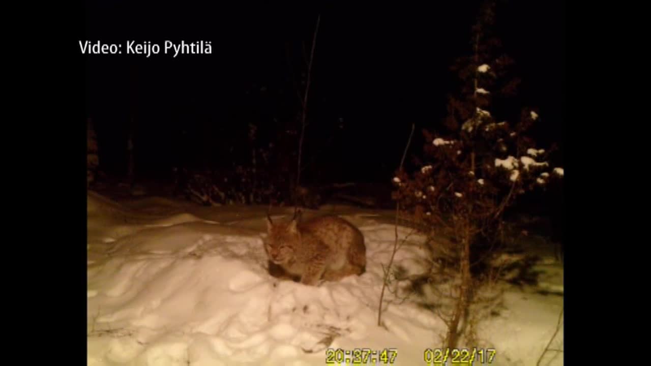 Ilves kävi Keijo Pyhtilän pihassa