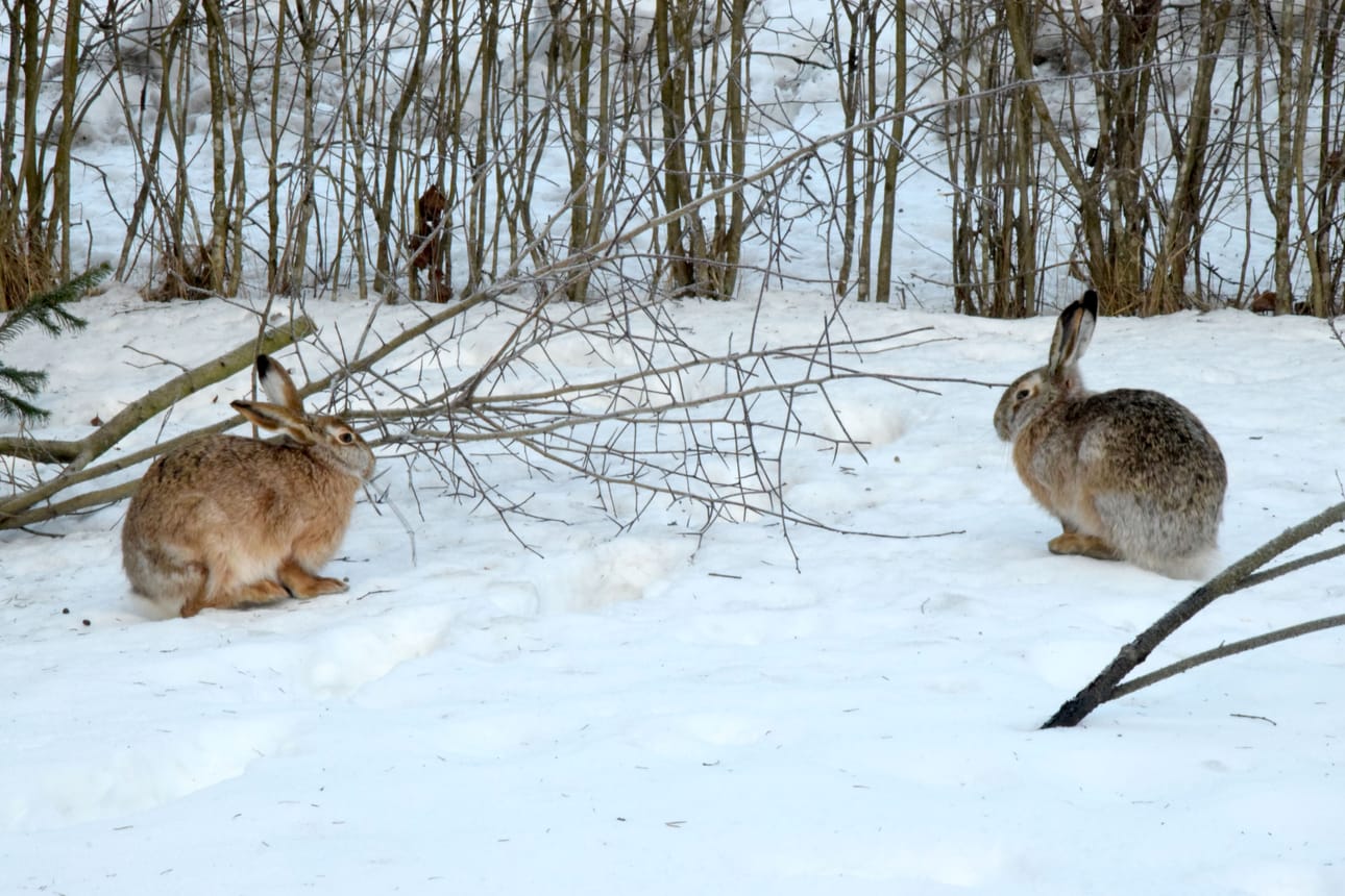 Pyhännällä sattui metsästysonnettomuus. Kuvan ruskakot eivät liity onnettomuuteen. Arkistokuva: Elina Nuolioja.