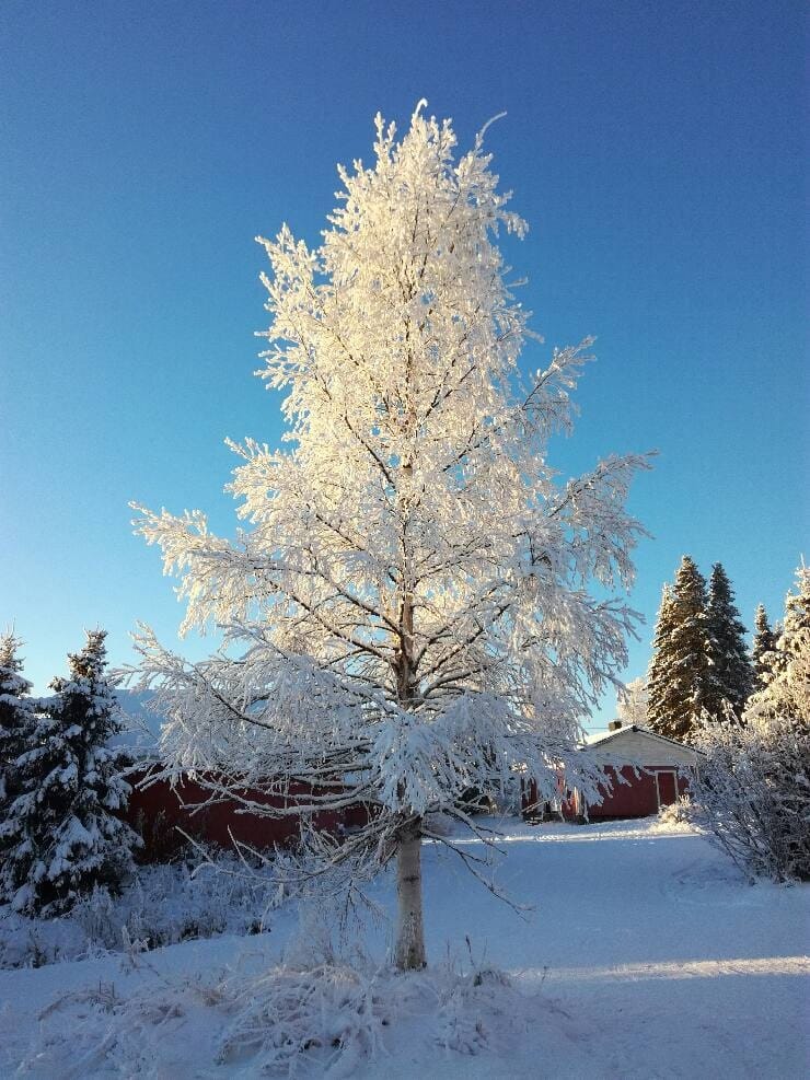 Kuurainen kotikoivu