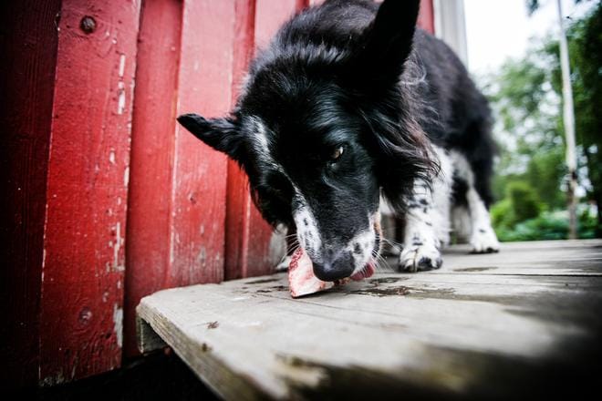 Erilaisten asioiden syöminen maasta on koirille tavallista, mutta onneksi harvoin vaarallista. Esimerkiksi suolistovaivat voivat eläinlääkäri Hanna Pihlmanin mukaan saada koiran syömään ulkona ulosteita.