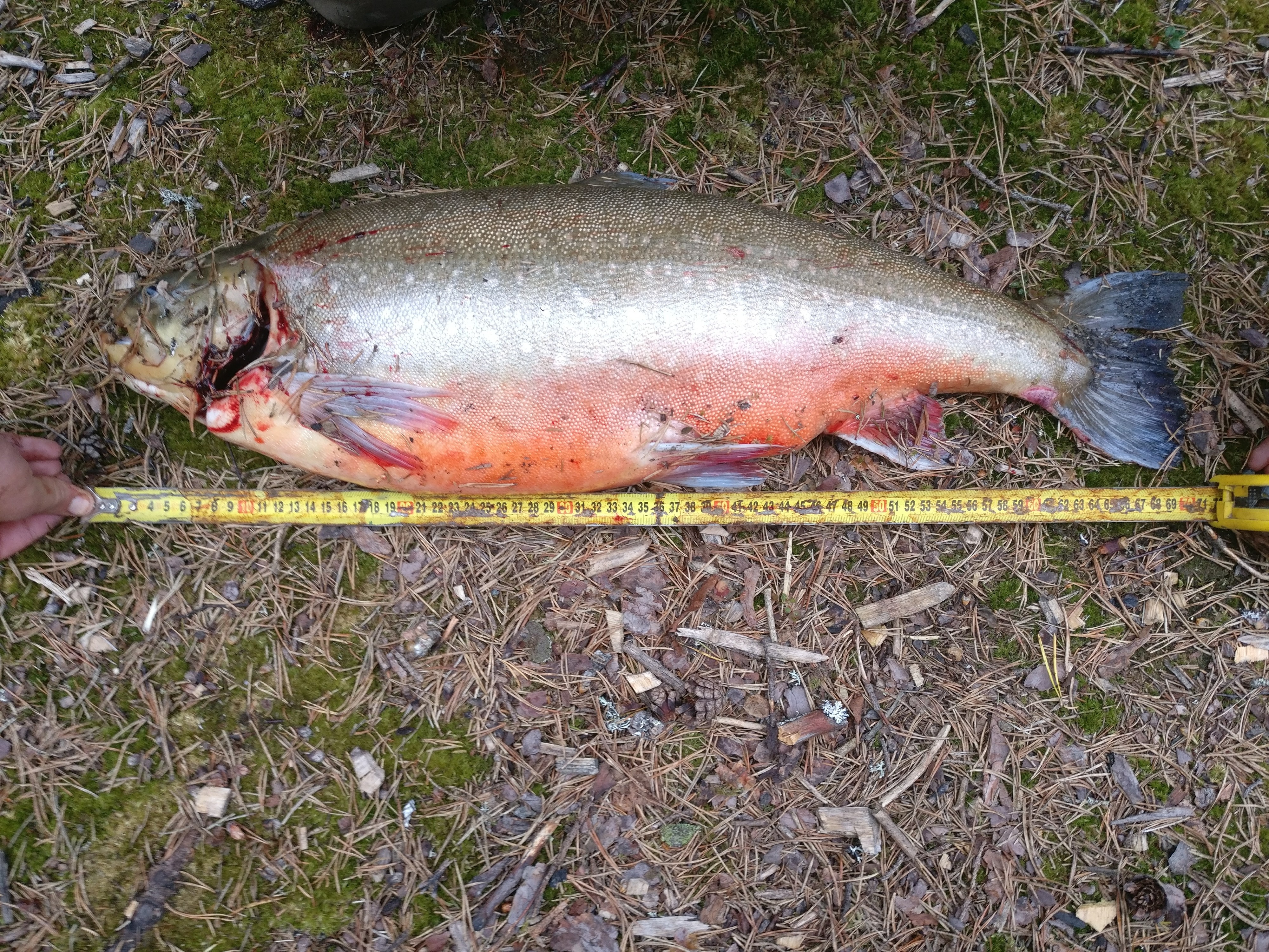 70cm
