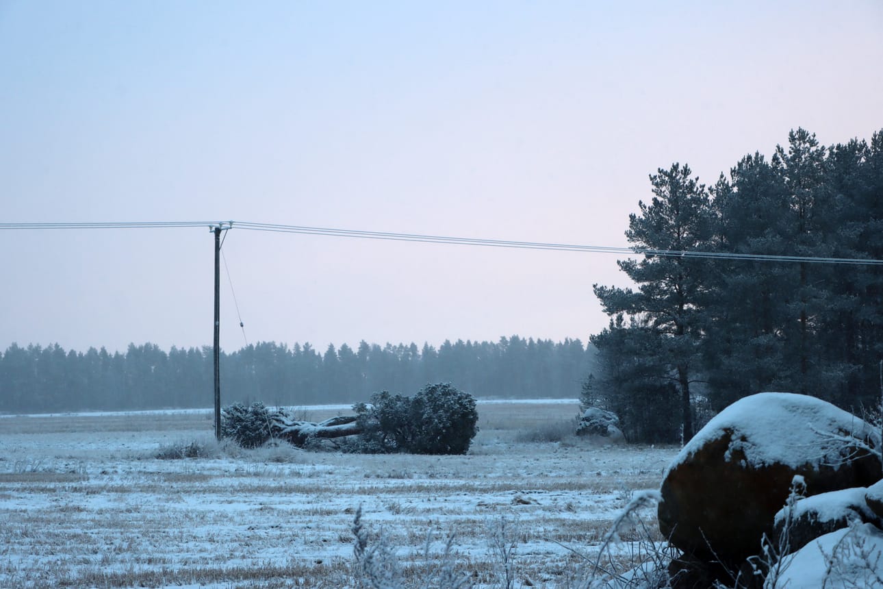 Viittamännyksikin kutsuttu vanha mänty makaa nyt sijoillaan Niemenkylässä.