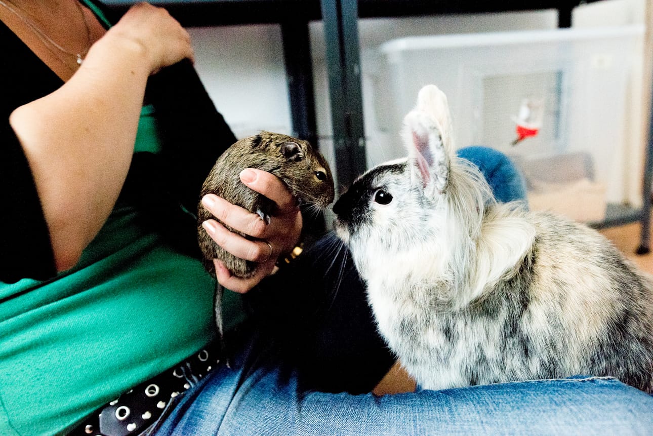 Voiko suloisempaa olla? Nelli Kihniän degu Sami ja kani Santtu tervehtivät nenät vastakkain.