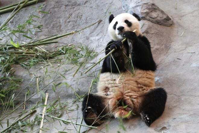 Kuvassa ruokailee isopanda Pyry. ARKISTOKUVA: ELLA NURMI