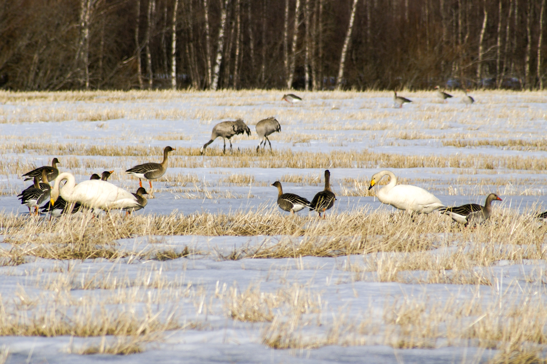 Hanhet, joutsenet ja kurjet ovat sulassa sovussa Liakan pellolla.