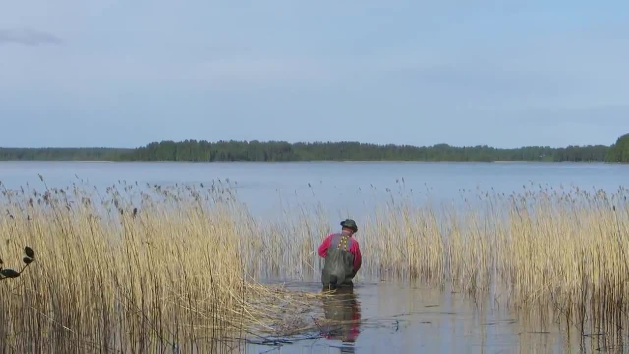 Järviheinän niittoa