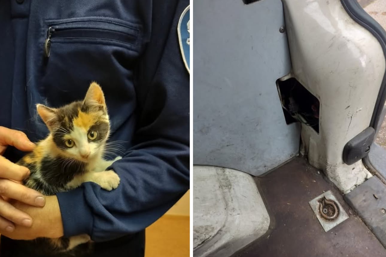 Pentukissa ryömi pakettiauton runkopalkin sisään perjantaina Haapajärvellä. Kissan seikkailu oli kuitenkin alkanut jo aiemmin, kun se löytyi auton moottoritilasta.