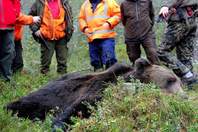 Tämä karhu kaatui Järviseudulla, Vimpelin Sääksjärvellä elokuussa 2013. Karhun painoksi uumoiltiin paria sataa kiloa. ARKISTOKUVA: JOHANNA KATAJA